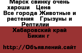 Марск свинку очень хароши › Цена ­ 2 000 - Все города Животные и растения » Грызуны и Рептилии   . Хабаровский край,Бикин г.